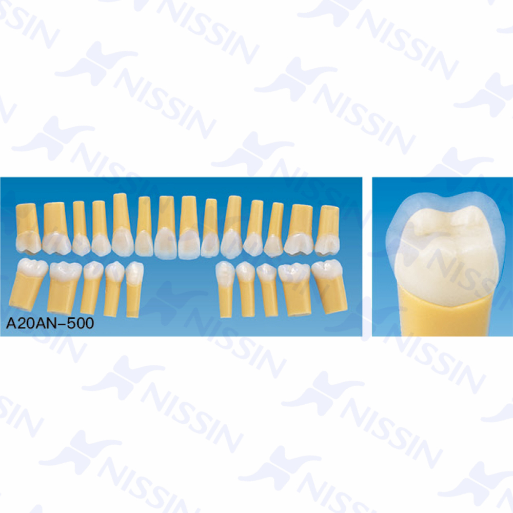 天然牙硬度復(fù)合樹脂牙