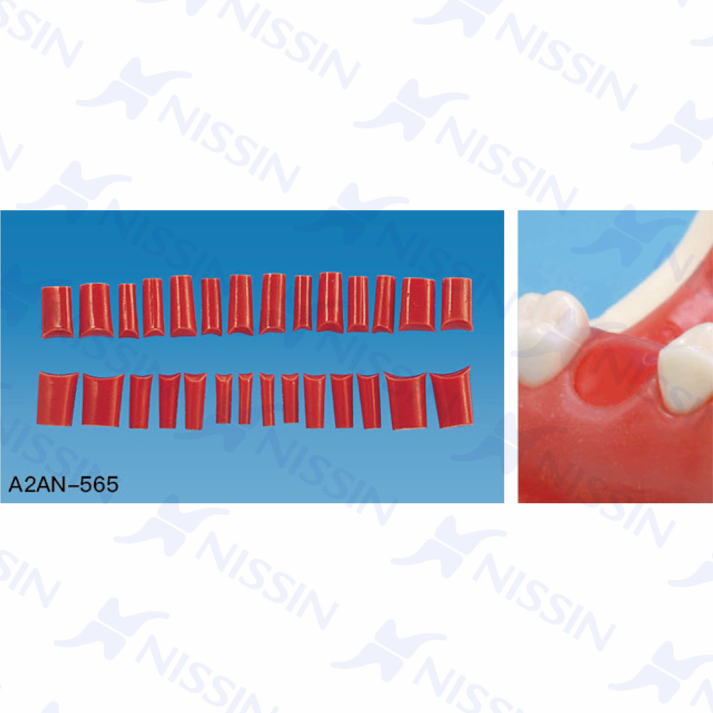 修復(fù)實(shí)習(xí)用缺失牙位插件