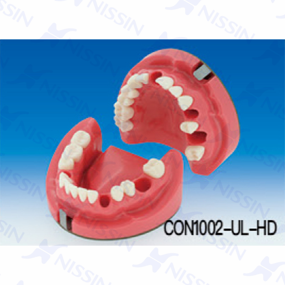 根管長測定實習用模型
