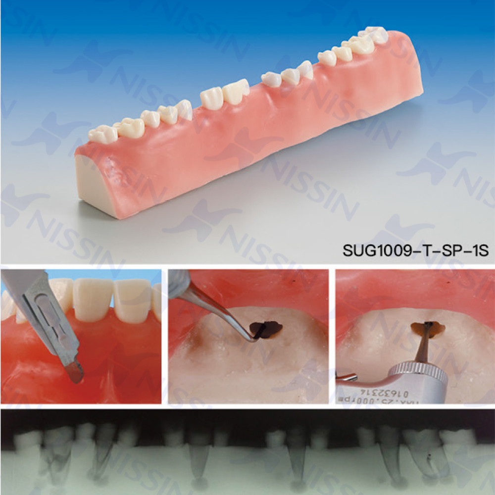 根尖囊腫實習(xí)模型