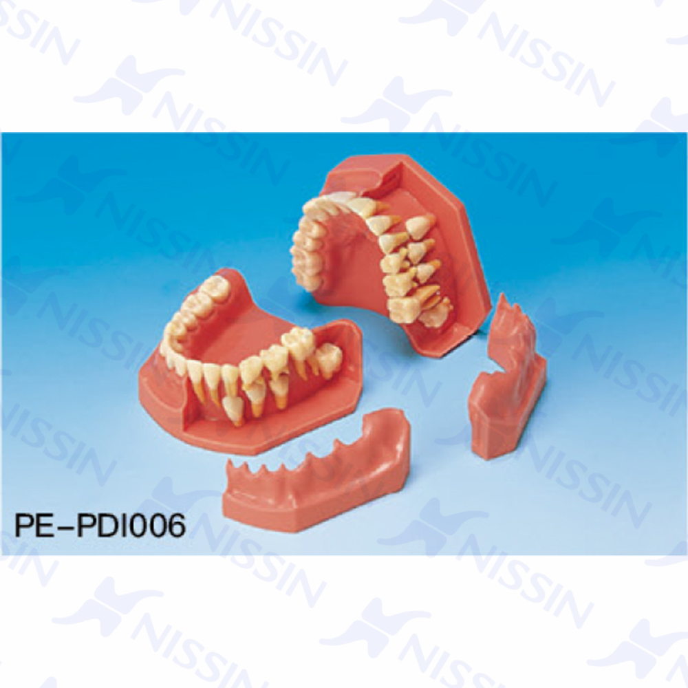 牙列發育模型(12/9歲)