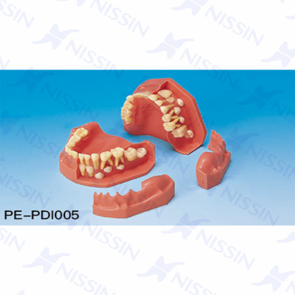 牙列發育模型(9/5歲)