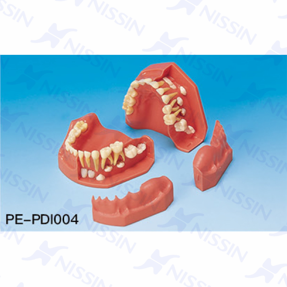 牙列發育模型(6/3歲)