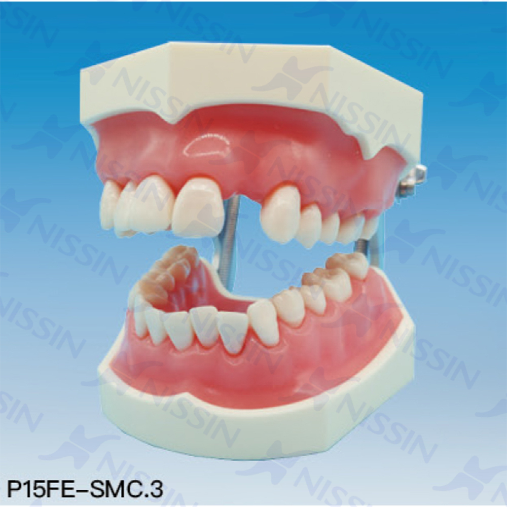 牙周松動牙固定實習(xí)模型