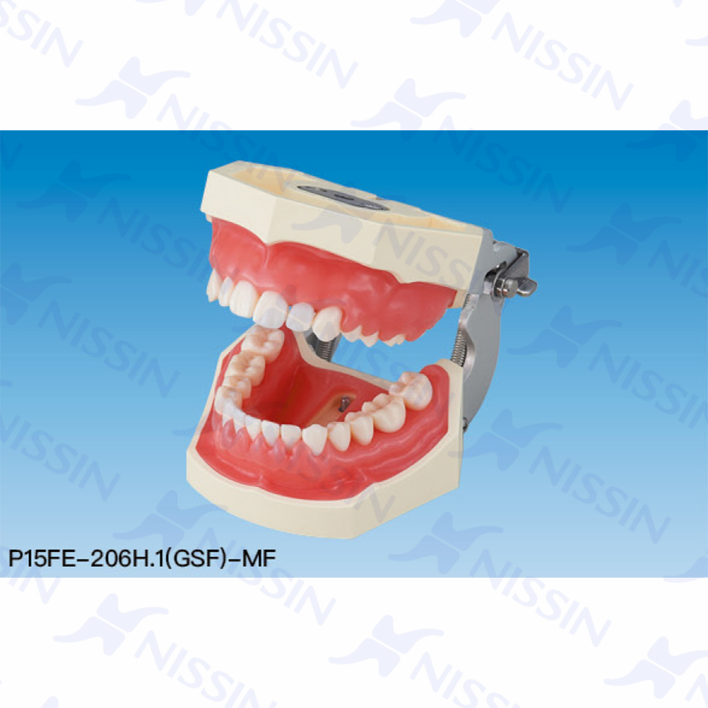 牙周病實習模型