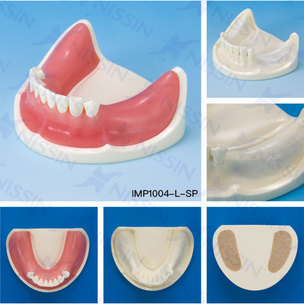 種植實習用牙頜模型