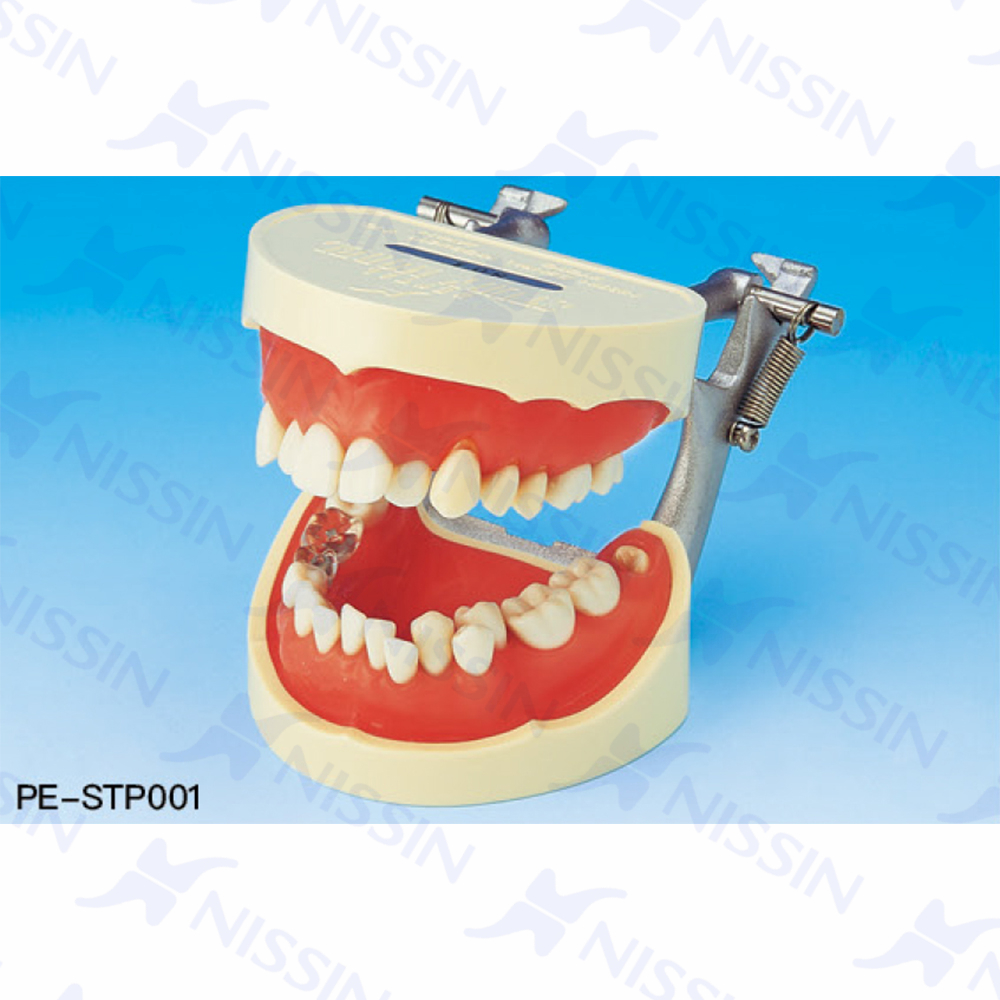 1倍大刷牙指導模型
