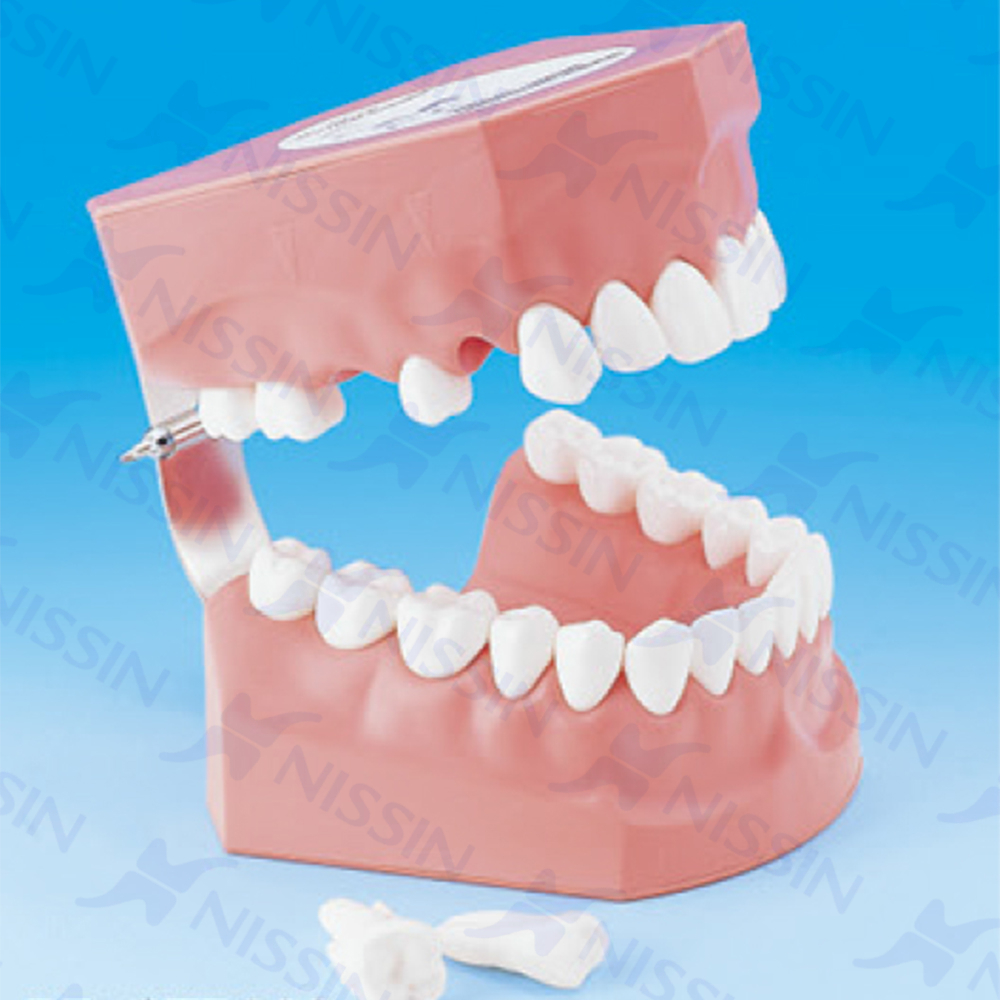 刷牙指導模型(恒牙)