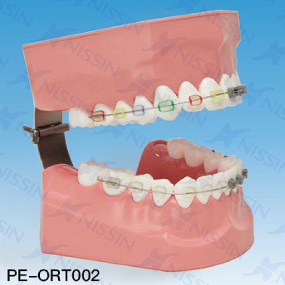 刷牙指導模型(正畸)