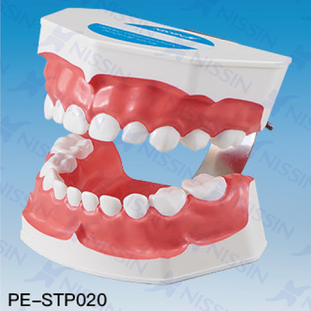 刷牙指導模型(乳牙)